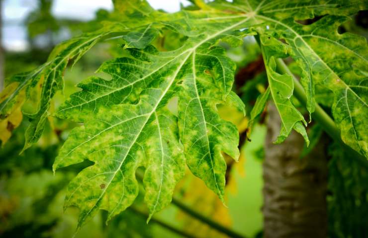 melata dei parassiti sulle foglie come risolvere