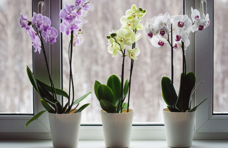 orchidee acqua