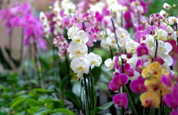orchidea cura