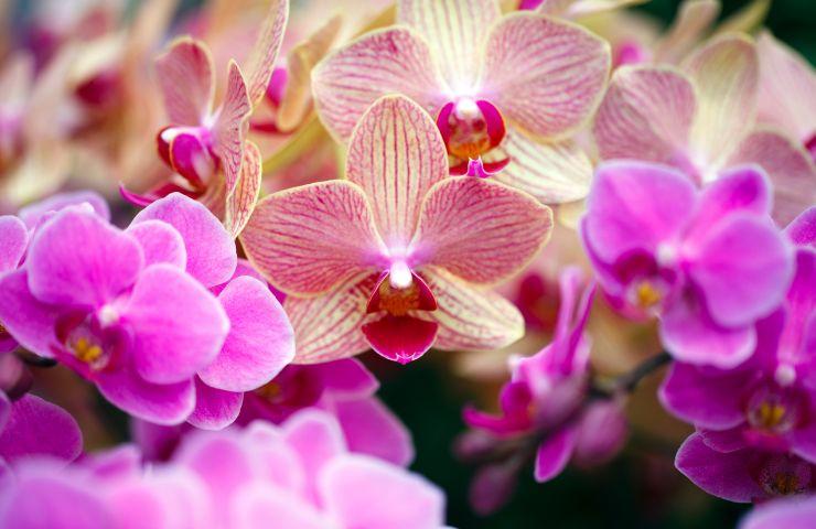 orchidea a farfalla 