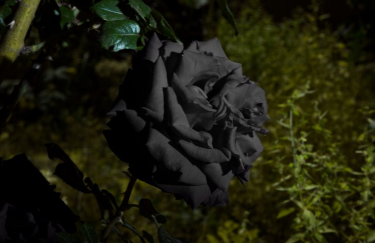 le varietà di rosa nera presenti in natura