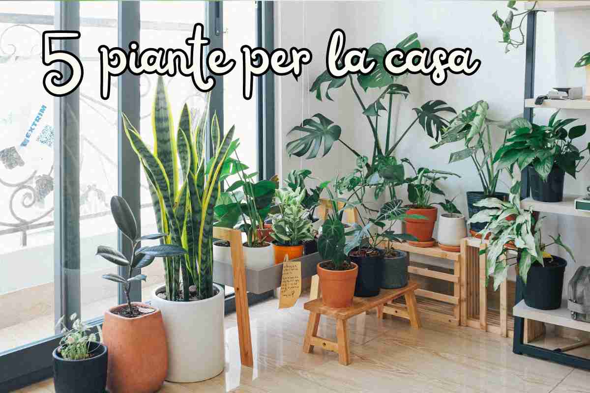 piante per la casa