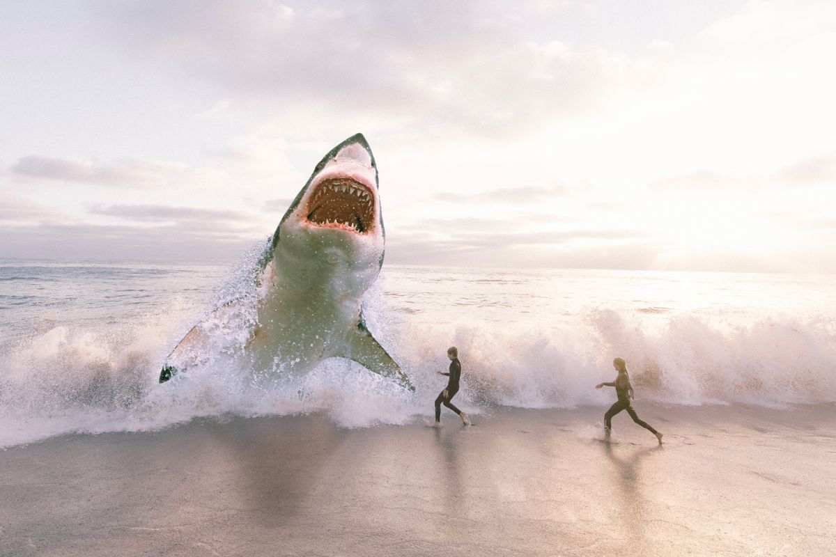 attacco squalo