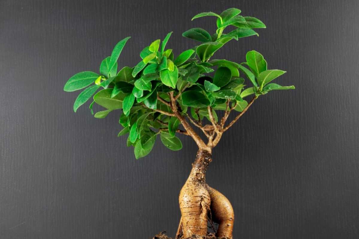 Ficus Bonsai