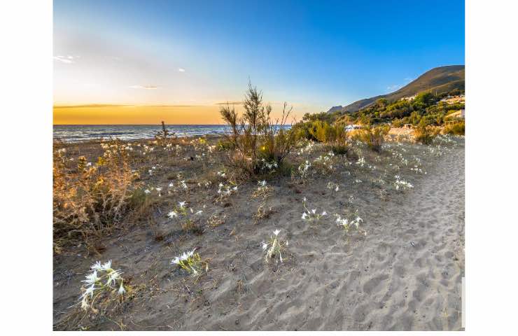 Il giglio di mare è bellissimo