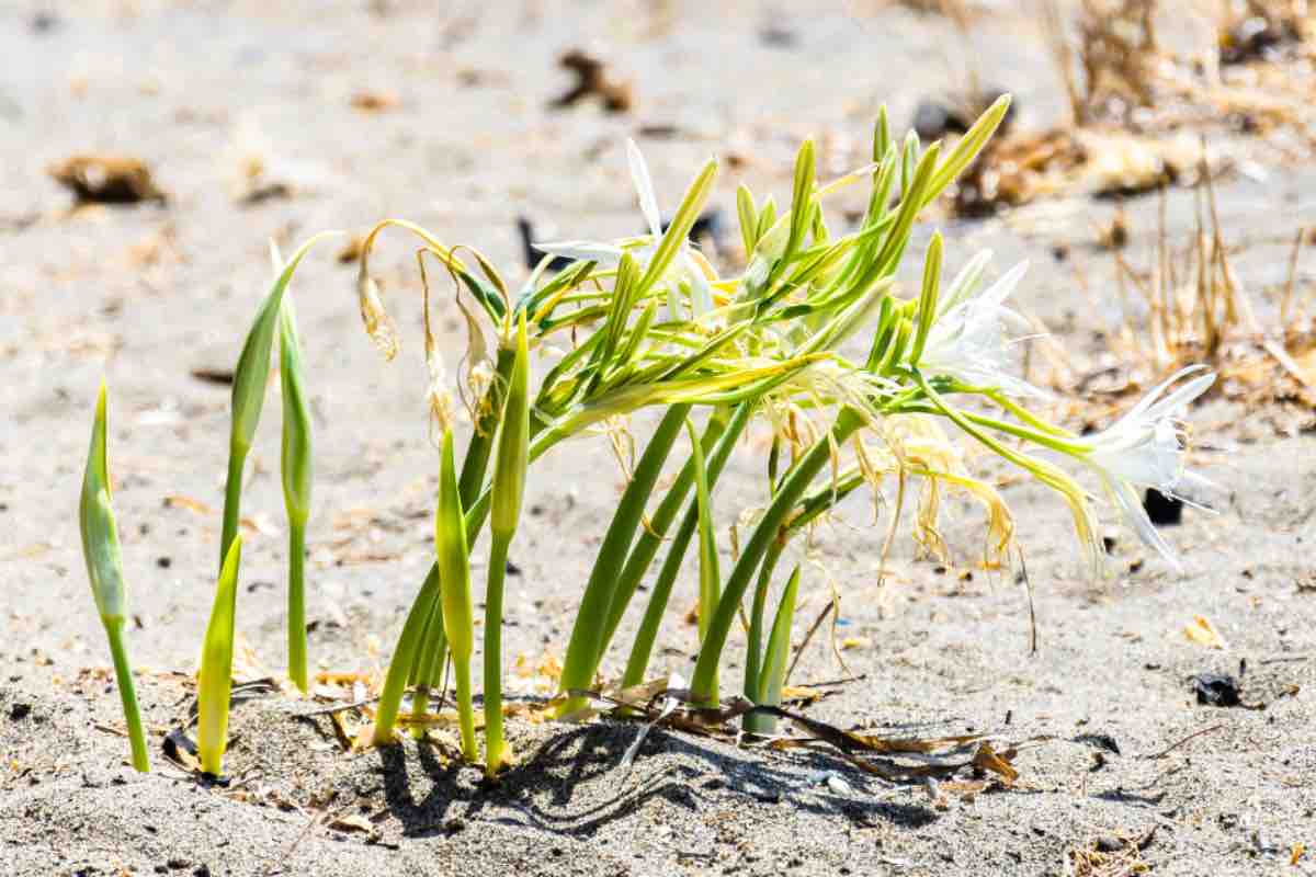 Consiglio a tutti il giglio di mare