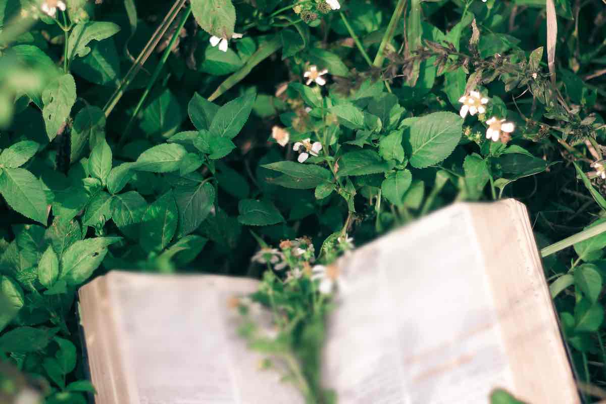 Libro di botanica da leggere nella natura