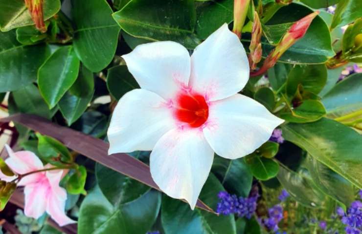 Fiore bianco di Mandevillea 