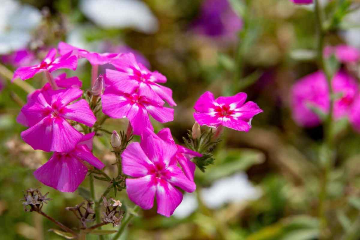 Fiori di Pervinca