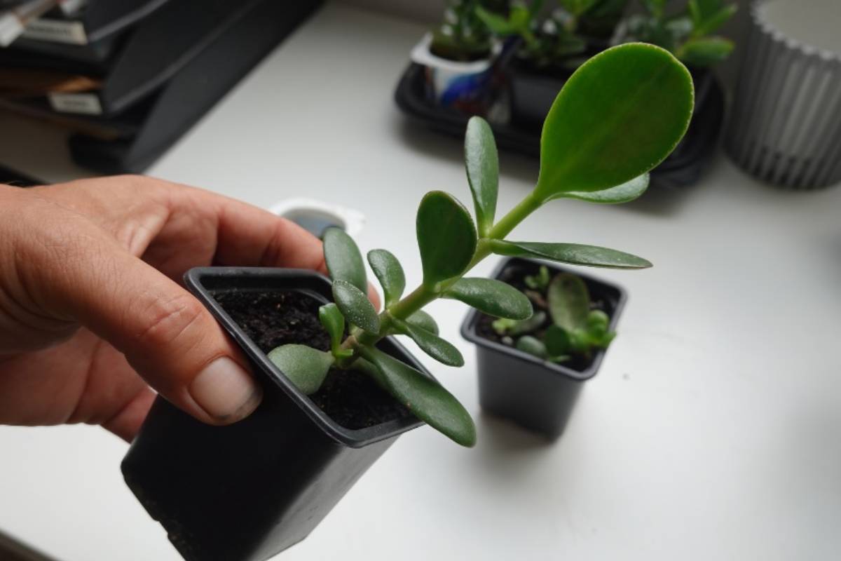 Albero di Giada in vaso