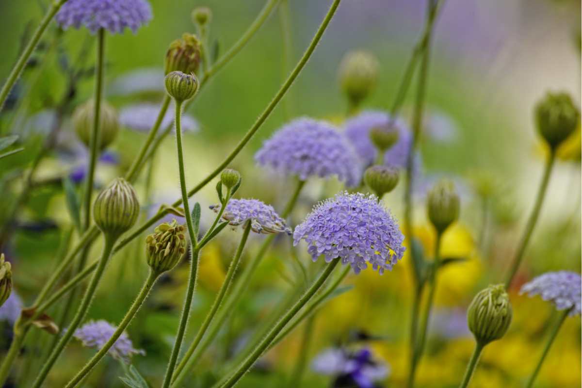 Didiscus viola