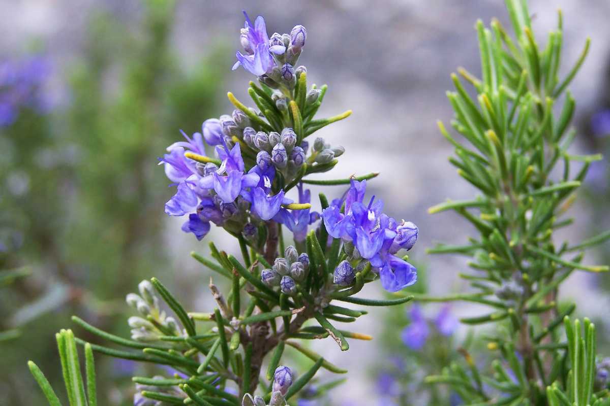 fiori rosmarino